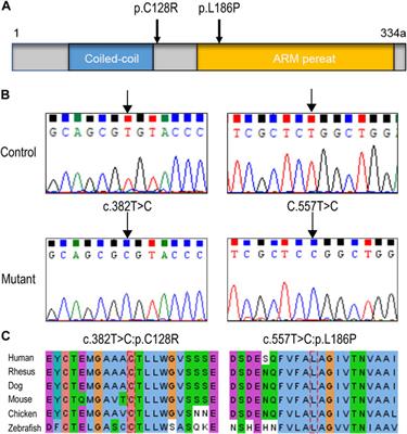 Pathogenic Variations of Homologous Recombination Gene HSF2BP Identified in Sporadic Patients With Premature Ovarian Insufficiency